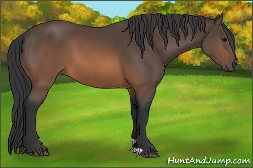 Horse Color:Brown 