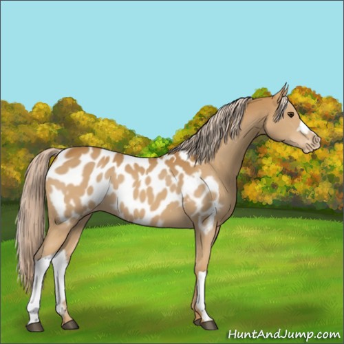 Horse Color:Palomino Appaloosa