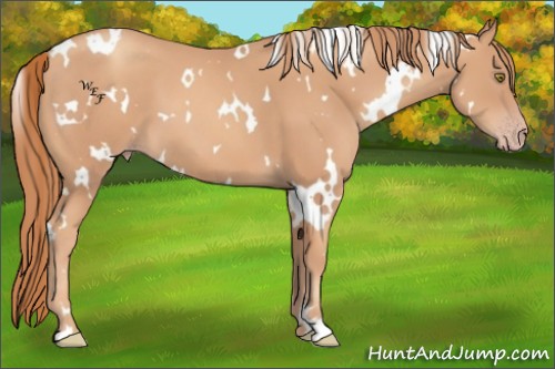 Horse Color:White Spotted Gold Champagne 