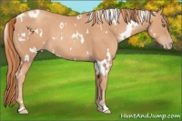 Horse Color:White Spotted Gold Champagne
