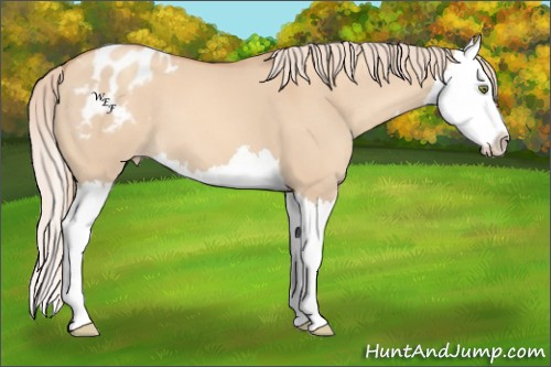 Horse Color:Gold Champagne Dun Splash Appaloosa 
