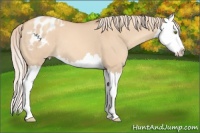 Horse Color:Gold Champagne Dun Splash Appaloosa 