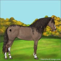 Horse Color:Liver Red Dun Sabino 