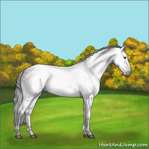 Horse Color:Gray Grullo 