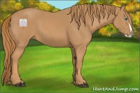 Horse Color:Chestnut Splash 