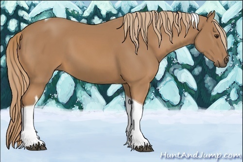 Horse Color:Chestnut Tobiano