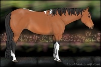 Horse Color:Bay Tobiano 