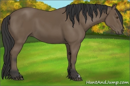 Horse Color:Unknown 