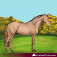 Horse Color:Bay Pearl 