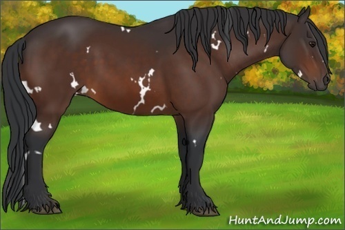 Horse Color:White Spotted Bay 
