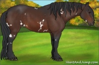 Horse Color:White Spotted Bay 