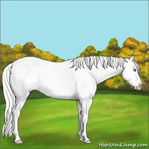 Horse Color:Cremello Appaloosa 