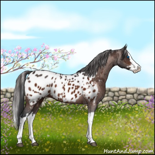 Horse Color:Brown Sabino Splash Near Leopard  and Brown Sabino Splash Near Leopard 