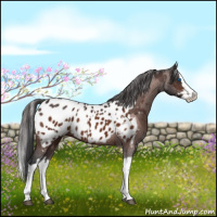 Horse Color:Brown Sabino Splash Near Leopard  and Brown Sabino Splash Near Leopard 