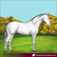 Horse Color:Liver Chestnut Sabino Splash Appaloosa  and Liver Chestnut Sabino Splash Appaloosa 