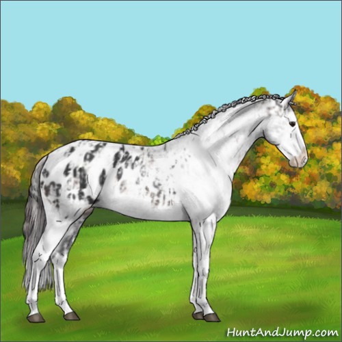 Horse Color:Brown Sabino Splash Appaloosa  and Brown Sabino Splash Appaloosa 