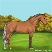 Horse Color:Silver Bay 