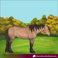 Horse Color:Bay Dun 