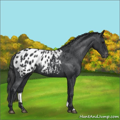 Horse Color:Black Appaloosa