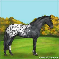 Horse Color:Black Appaloosa 