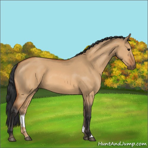 Horse Color:Bay Dun 