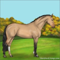 Horse Color:Bay Dun 