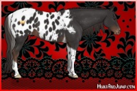 Horse Color:Liver Chestnut Tobiano Near Leopard 