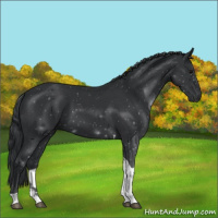 Horse Color:Black Tobiano 