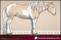 Horse Color:Cremello Tobiano 