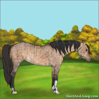 Horse Color:Bay Dun and Bay Dun