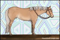 Horse Color:Silver Bay Dun