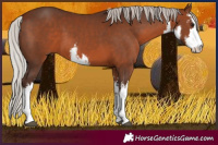 Horse Color:White Spotted Silver Brown
