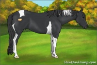 Horse Color:Black Sabino Tobiano 