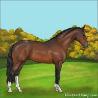 Horse Color:Bay Appaloosa 