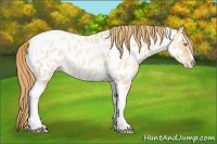 Horse Color:Gold Champagne Roan Dun Splash Tobiano Frame Appaloosa Rabicano 
