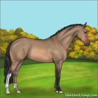 Horse Color:Bay Dun