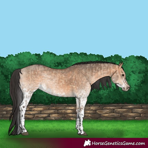Horse Color:Brown Dun  and White Spotted Brown Dun 