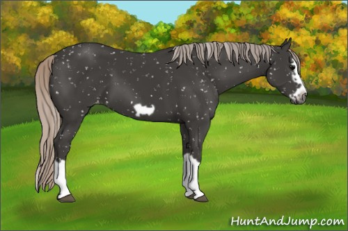 Horse Color:Gray Silver Black Splash Frame Appaloosa 