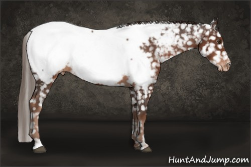Horse Color:Liver Chestnut Sabino Near Fewspot 