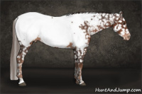 Horse Color:Liver Chestnut Sabino Near Fewspot