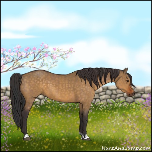 Horse Color:Bay Dun  and Buckskin Dun 