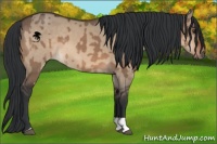Horse Color:Brown Dun  and Brown Dun 