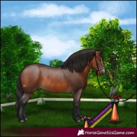 Horse Color:Brown Rabicano 