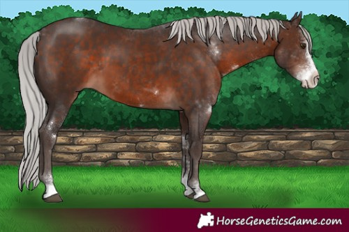 Horse Color:Silver Brown Mushroom Sabino Rabicano