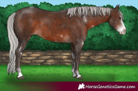 Horse Color:Silver Brown Mushroom Sabino Rabicano 