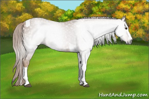 Horse Color:Gray Chestnut Splash Tobiano 