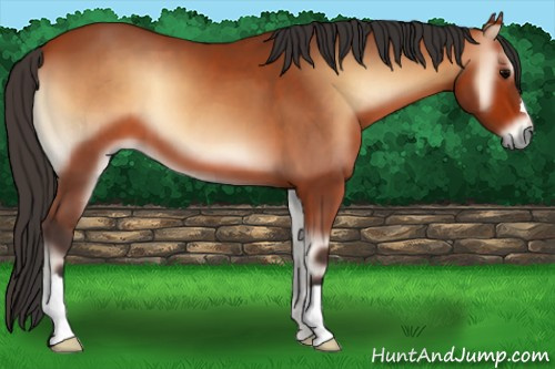 Horse Color:Bay Onyx 