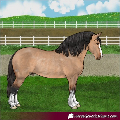 Horse Color:Bay Dun Rabicano 