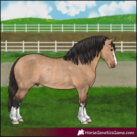 Horse Color:Bay Dun Rabicano 