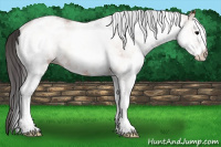 Horse Color:White Spotted Brown Onyx 
